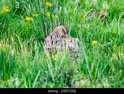 Uno Skylark orientale (Alauda gulgula) adulto che dà da mangiare a un pulcino. Sichuan, Cina. Foto Stock