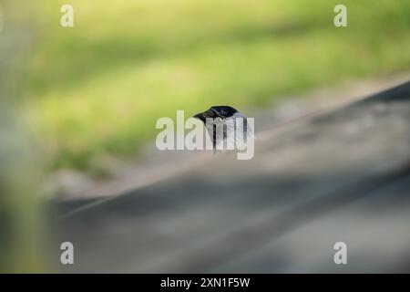 WESTERN Jackdaw Coloeus monedula in cerca di cibo in un parco Foto Stock