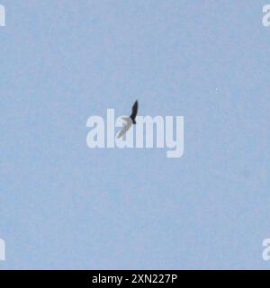 Aves (Hirundapus caudacutus) a coda d'ago con gola bianca Foto Stock