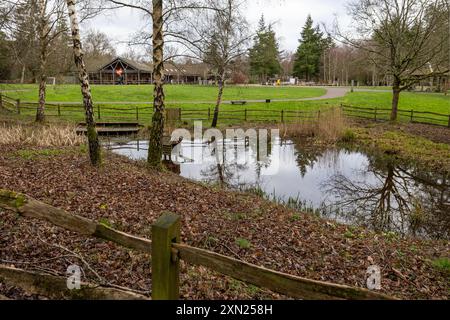 Willows Green Trail, Alice Holt Forest, Farnham Foto Stock