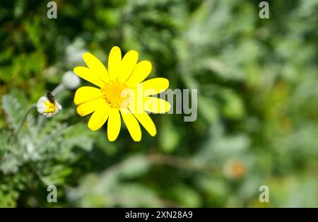 Pretty Yellow Crown Daisy in the Sunshine. Foto Stock