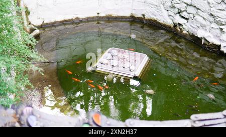 pesce colorato koi bellissimo animale oro acqua natura carpa giappone sfondo asiatico rosso Foto Stock