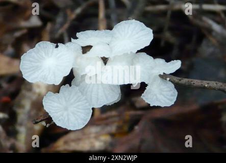 Fairy Parachutes (Marasmiellus candidus) funghi Foto Stock