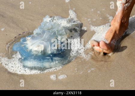 Qualle am Strand von Westerland, Sylt DEU, Deutschland, Sylt, Westerland: DAS Bild zeigt einen Strandabschnitt in Westerland auf der Insel Sylt. Im Vordergrund sieht man eine blaue Qualle, die am Ufer angespült wurde und sich im seichten Wasser befindet. Westerland Sylt Schleswig Holstein Deutschland *** meduse sulla spiaggia di Westerland, Sylt DEU, Germania, Sylt, Westerland la foto mostra un tratto di spiaggia a Westerland sull'isola di Sylt in primo piano è possibile vedere una medusa blu che si è lavata sulla riva e si trova in acque poco profonde Westerland Sylt Schleswig Holstein Germania Foto Stock