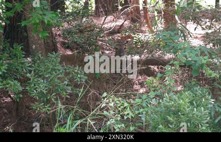 cervi, foresta, fauna selvatica, natura, vegetazione lussureggiante, habitat naturale, animale, tranquillo, pacifico, sereno, natura selvaggia, boschi, erba verde, cespugli, alberi, Foto Stock