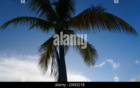 Un'alta palma che raggiunge un cielo blu limpido, incorniciata da un lussureggiante fogliame verde sottostante. Questa tranquilla scena evoca un senso di bellezza naturale Foto Stock