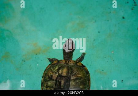 Una tartaruga che nuota in acque blu cristalline, mostrando il suo conchiglia a motivi geometrici e l'habitat acquatico Foto Stock