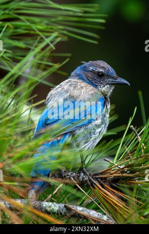 WESTERN Scrub-Jay che si trova al Golden Gate Park di San Francisco. Mangia insetti, frutta, semi. Fotografato in un habitat naturale. Foto Stock