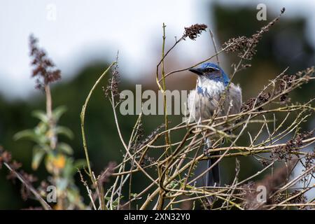 WESTERN Scrub-Jay che si trova al Golden Gate Park di San Francisco. Mangia insetti, frutta, semi. Fotografato in un habitat naturale. Foto Stock