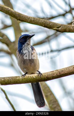 WESTERN Scrub-Jay che si trova al Golden Gate Park di San Francisco. Mangia insetti, frutta, semi. Fotografato in un habitat naturale. Foto Stock