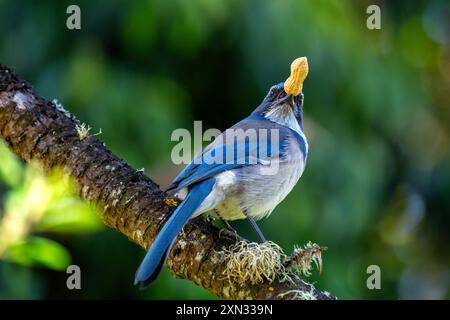 WESTERN Scrub-Jay che si trova al Golden Gate Park di San Francisco. Mangia insetti, frutta, semi. Fotografato in un habitat naturale. Foto Stock