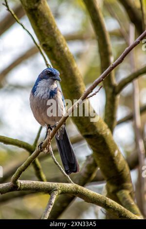 WESTERN Scrub-Jay che si trova al Golden Gate Park di San Francisco. Mangia insetti, frutta, semi. Fotografato in un habitat naturale. Foto Stock