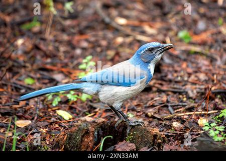 WESTERN Scrub-Jay che si trova al Golden Gate Park di San Francisco. Mangia insetti, frutta, semi. Fotografato in un habitat naturale. Foto Stock