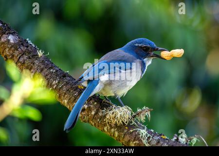 WESTERN Scrub-Jay che si trova al Golden Gate Park di San Francisco. Mangia insetti, frutta, semi. Fotografato in un habitat naturale. Foto Stock