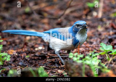 WESTERN Scrub-Jay che si trova al Golden Gate Park di San Francisco. Mangia insetti, frutta, semi. Fotografato in un habitat naturale. Foto Stock