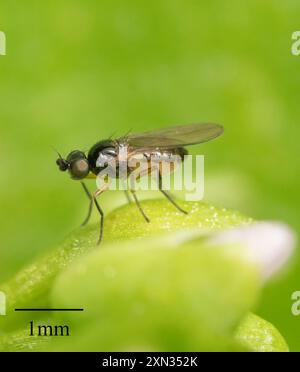 Mosche fritte (Chloropidae) Insecta Foto Stock