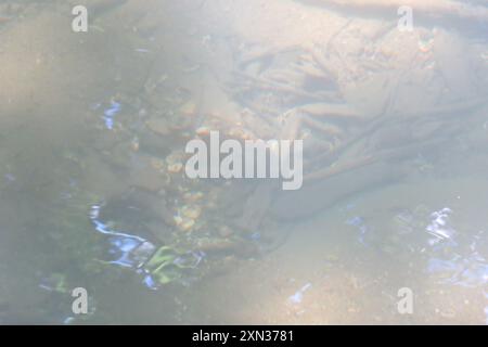 Longear Sunfish (Lepomis megalotis) Actinopterygii Foto Stock