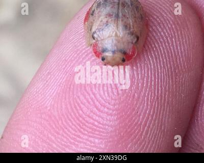 Eucalipto tartaruga coleottero (Paropsis charybdis) Insecta Foto Stock