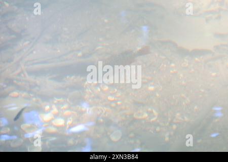 Longear Sunfish (Lepomis megalotis) Actinopterygii Foto Stock