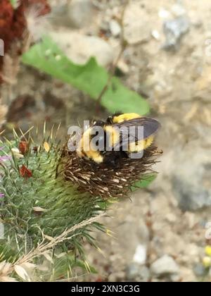 Northern Amber Bumble Bee (Bombus borealis) Insecta Foto Stock