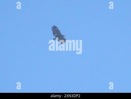 Chaco Eagle (Buteogallus coronatus) Aves Foto Stock