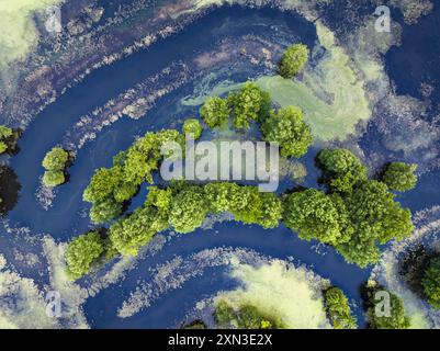 L'erba anatra soffoca un lago paludoso nel Midwest americano Foto Stock