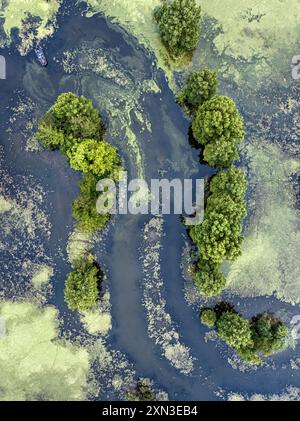 L'erba anatra soffoca un lago paludoso nel Midwest americano Foto Stock