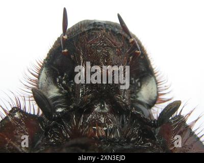 Coleotteri giganti (Heliocopris) Insecta Foto Stock