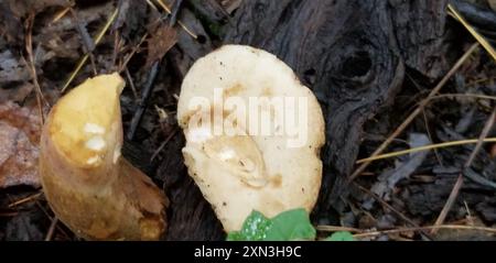 Funghi Suillus (Suillus granulatus) con gambo punteggiato Foto Stock