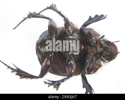 Coleotteri giganti (Heliocopris) Insecta Foto Stock