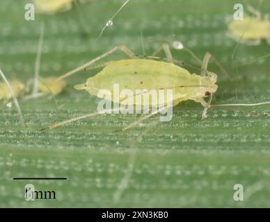 Rose Grain Aphid (Metopolophium dirhodum) Insecta Foto Stock