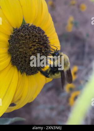 Morrison's Bumble Bee (Bombus morrisoni) Insecta Foto Stock