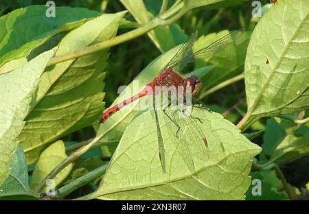 Ruby Meadowhawk (Sympetrum rubicundulum) Insecta Foto Stock