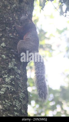 Scoiattolo con panciotto rosso (Sciurus aureogaster) Mammalia Foto Stock