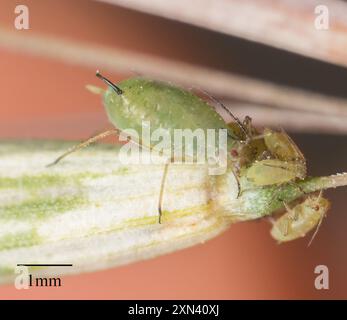 English Grain Aphid (Sitobion avenae) Insecta Foto Stock