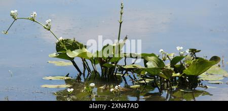 Piano della testa di scopa strisciante (Echinodorus cordifolius) Foto Stock