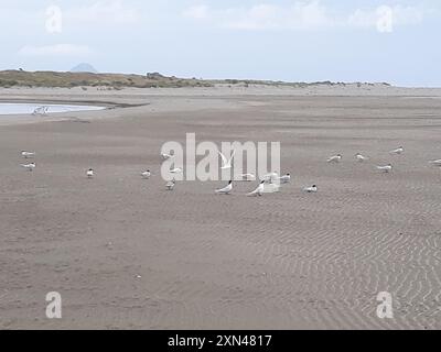 Nuova Zelanda Tern (Sterna striata striata striata) Aves Foto Stock