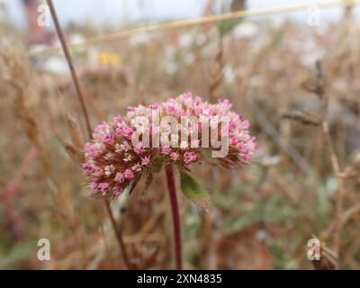 sonoma Spineflower (Chorizanthe valida) Plantae Foto Stock