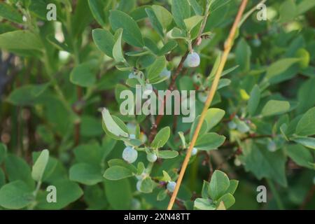 Plantae di mirtillo a foglia ovale (Vaccinium ovalifolium) Foto Stock