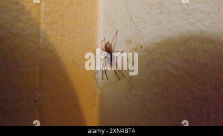 Sac Spider (Trachelas tranquillus) Arachnida Foto Stock