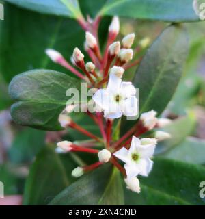 Veleno bushmans (Acokanthera oppositifolia) Plantae Foto Stock