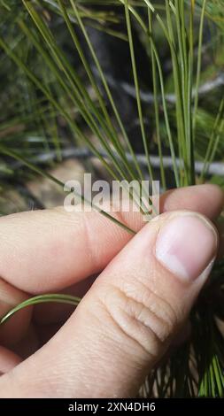 Pino Chihuahuan (Pinus leiophylla chihuahuana) Plantae Foto Stock