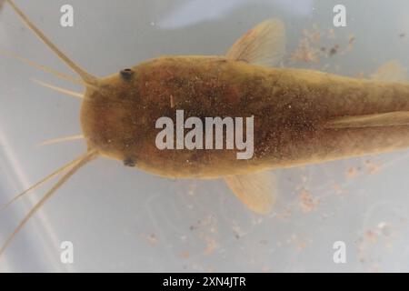 Pesce gatto Sharptooth (Clarias gariepinus) Actinopterygii Foto Stock