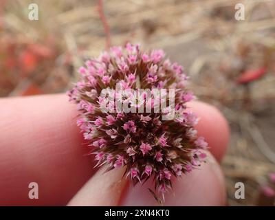 sonoma Spineflower (Chorizanthe valida) Plantae Foto Stock