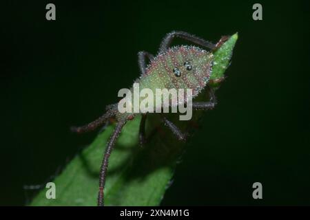 (Calcaratore Piezogaster) Insecta Foto Stock