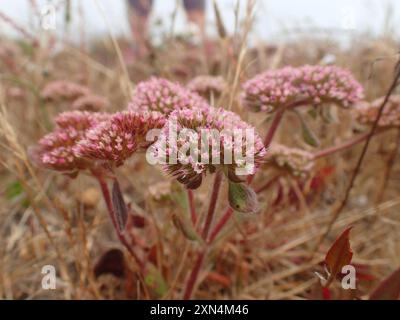 sonoma Spineflower (Chorizanthe valida) Plantae Foto Stock