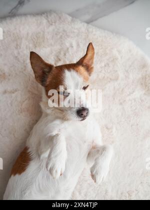 Interni di casa con Jack Russell Terrier. All'interno di un ambiente accogliente, un cane fa la differenza Foto Stock