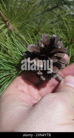 Pino Chihuahuan (Pinus leiophylla chihuahuana) Plantae Foto Stock