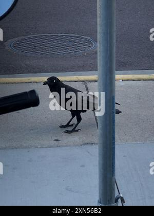 Torresian Crow (Corvus orru) Aves Foto Stock