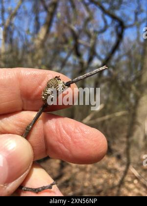 Eastern Tent Caterpillar Moth (Malacosoma americana) Insecta Foto Stock